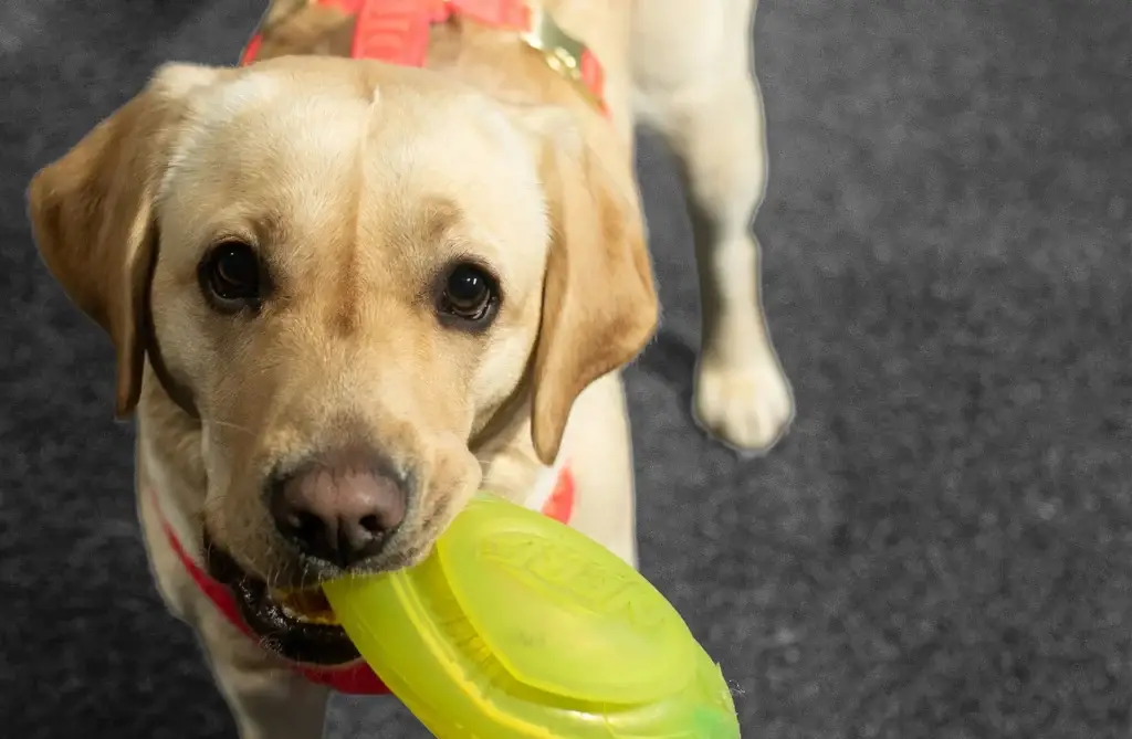 Arya, la mascotte de Better Movement, tenant un frisbee dans sa gueule